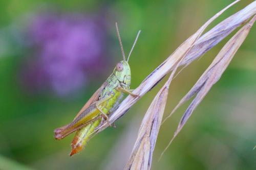 Euchorthippus declivus